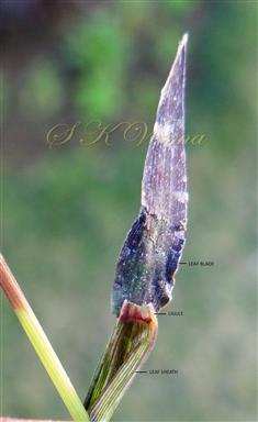  Leaf with ligule